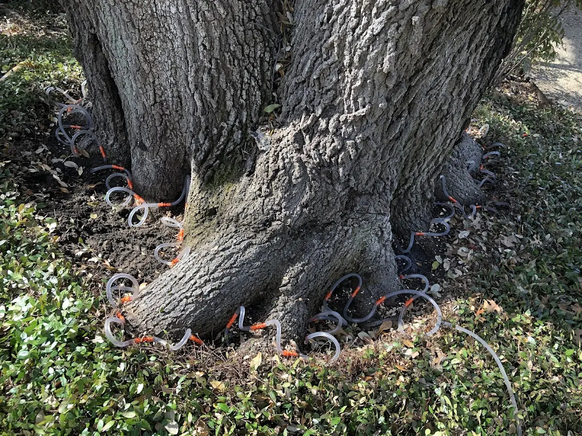 Detailed Tree Cabling and Bracing job site in Santa Teresa
