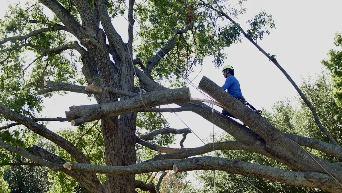 Professional Crown Thinning performed by certified arborists in Santa Teresa