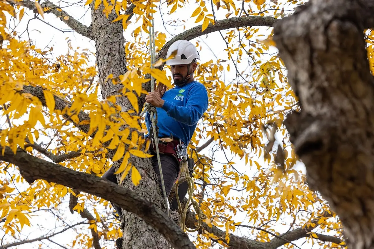 Skilled Tree Pruning crew working in Santa Teresa