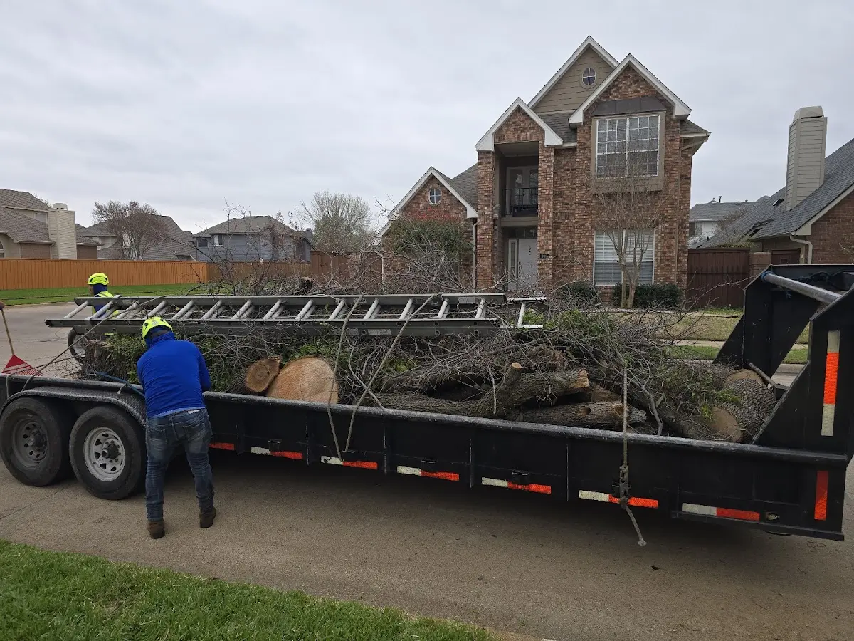 Expert Tree Pest Control with proper safety equipment in Santa Teresa